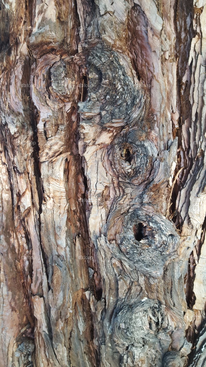 tree bark left side