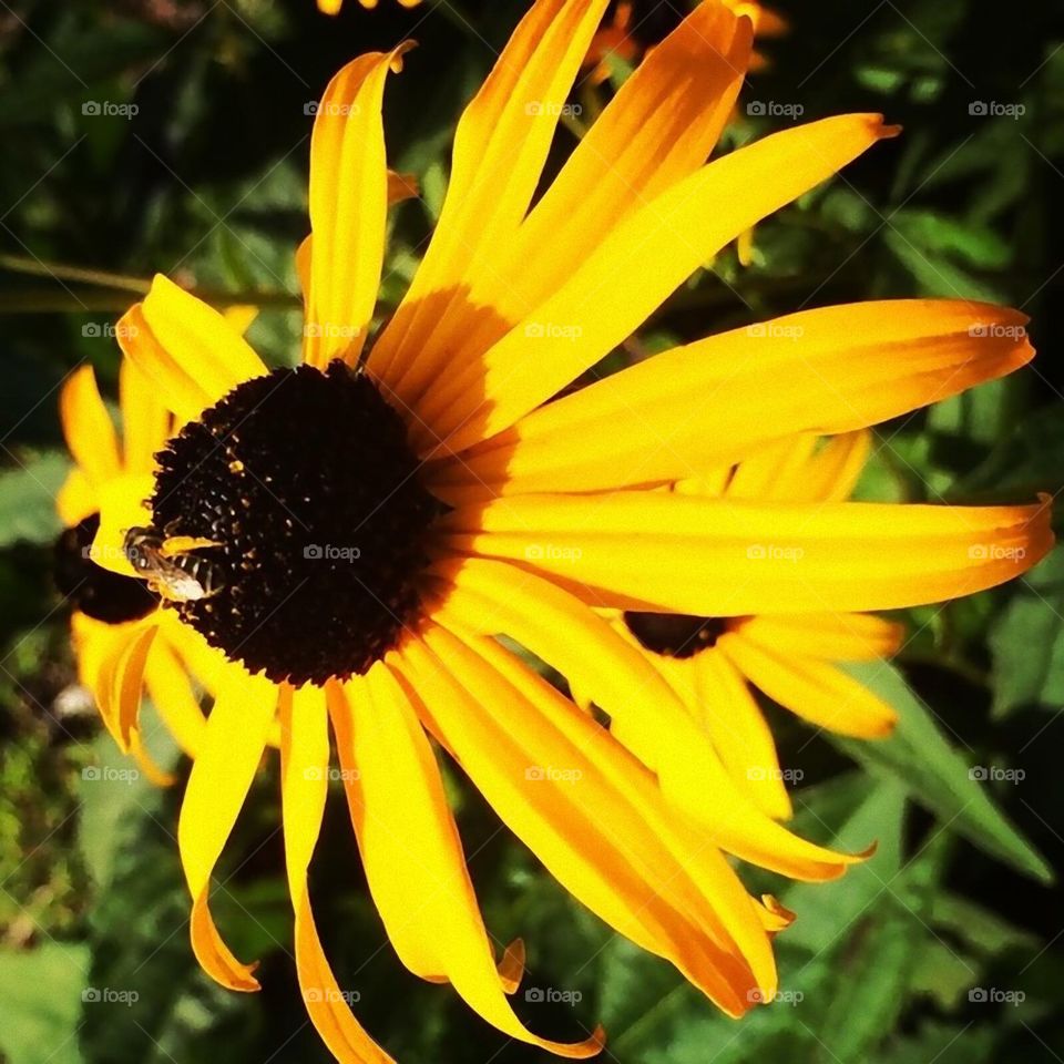 Bee on a sunflower 