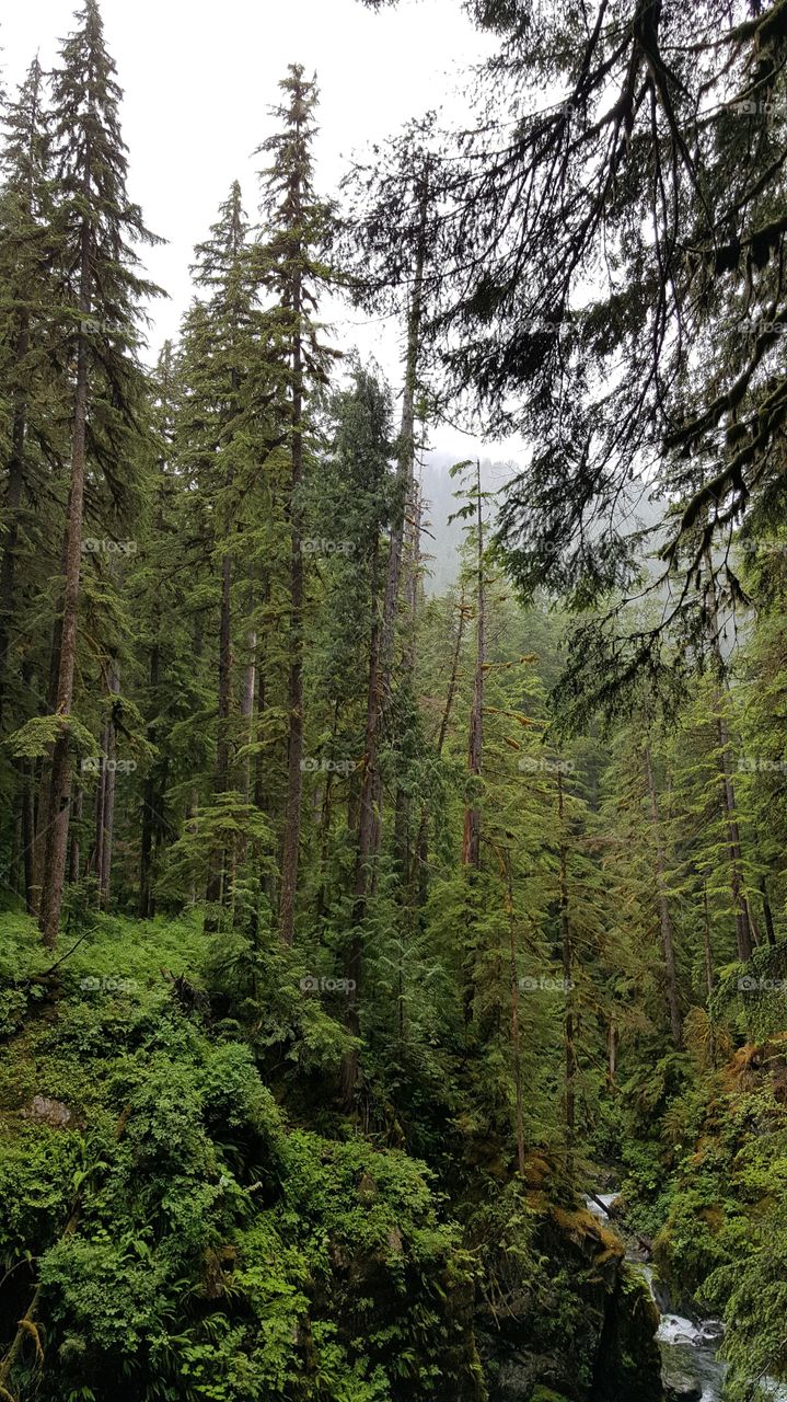 Rain forest in Olympic National Park