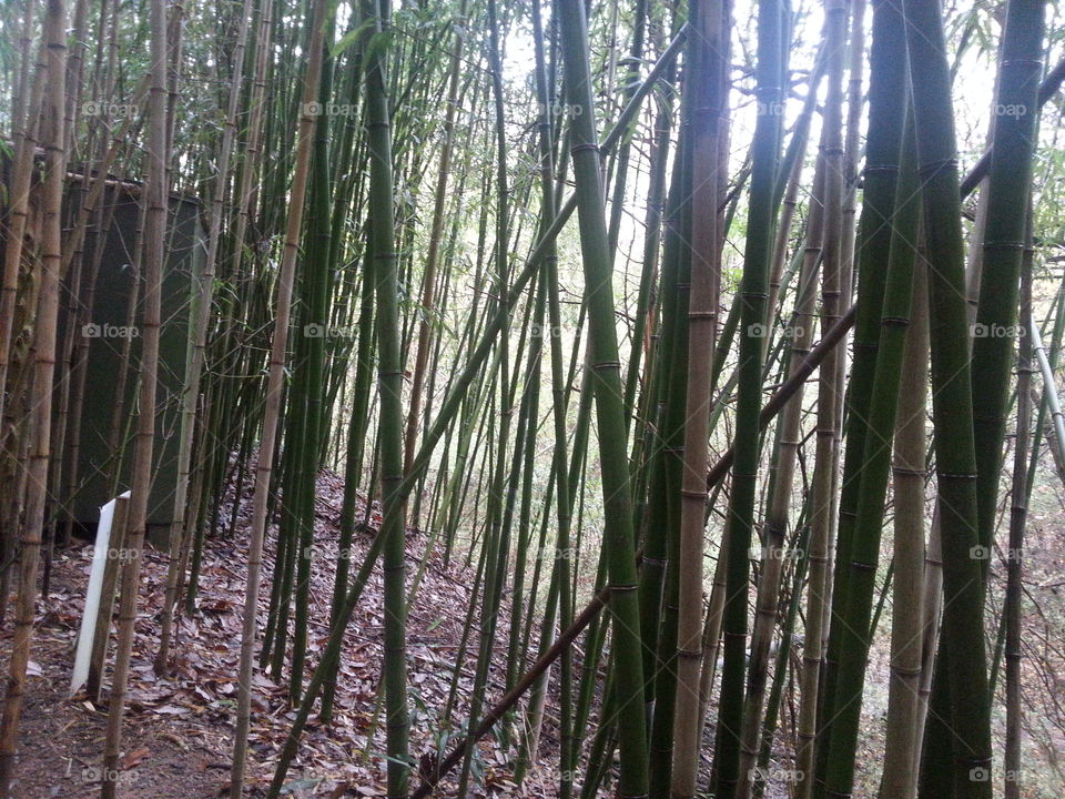 bamboo