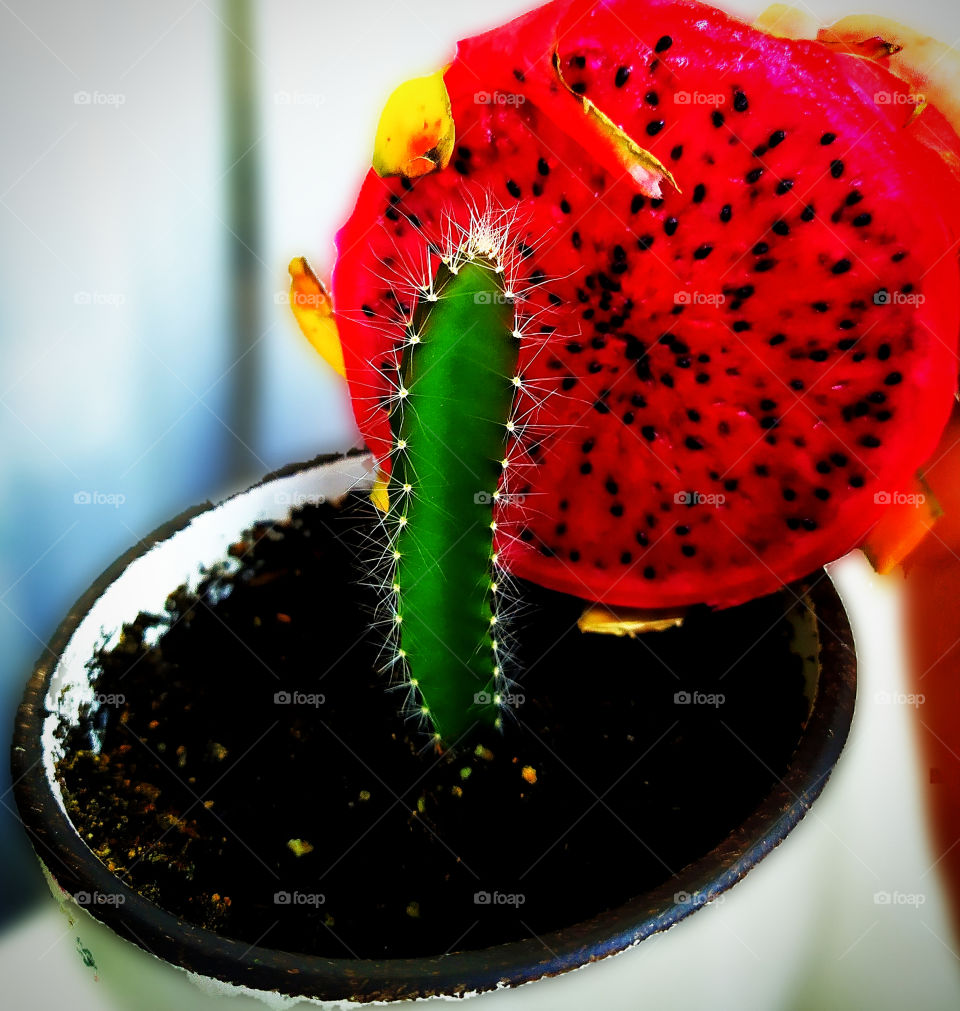 Pitahaya seed cactus and pitahaya fruit.  Color contrast: green and red