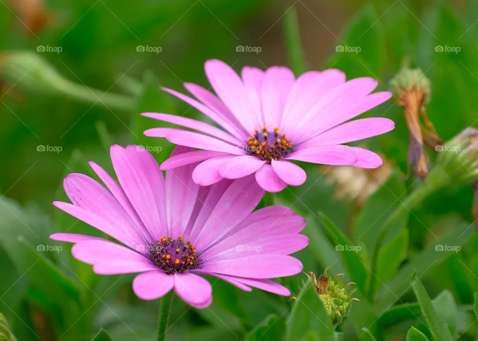 purple flowers