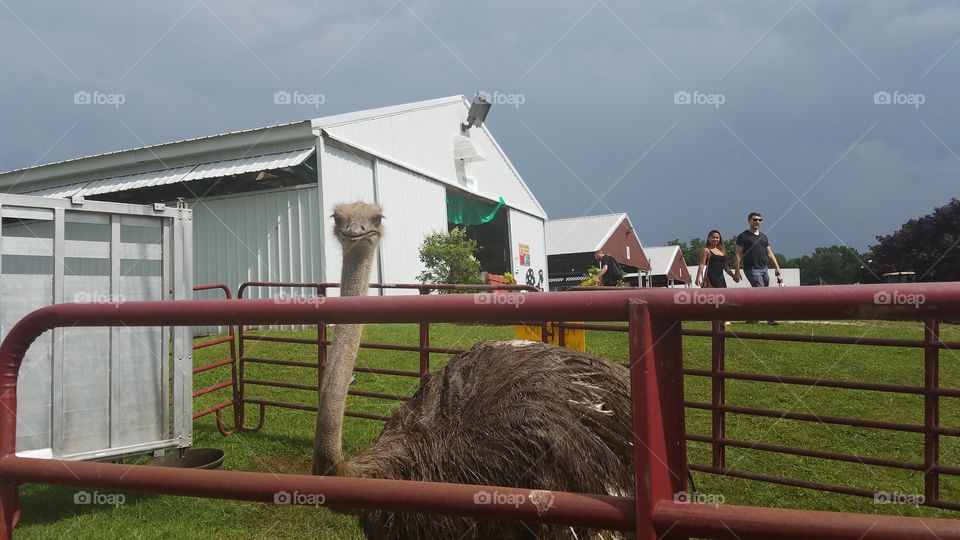 ostrich at the fair