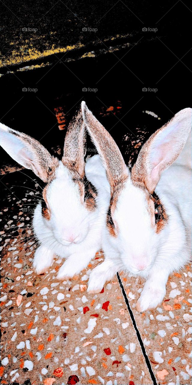 Rabbit, Bunny, Nature, Cute, Animal