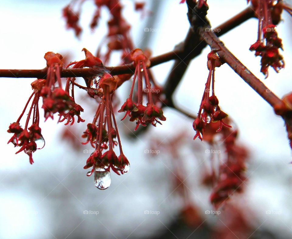 rain dropping from flowers