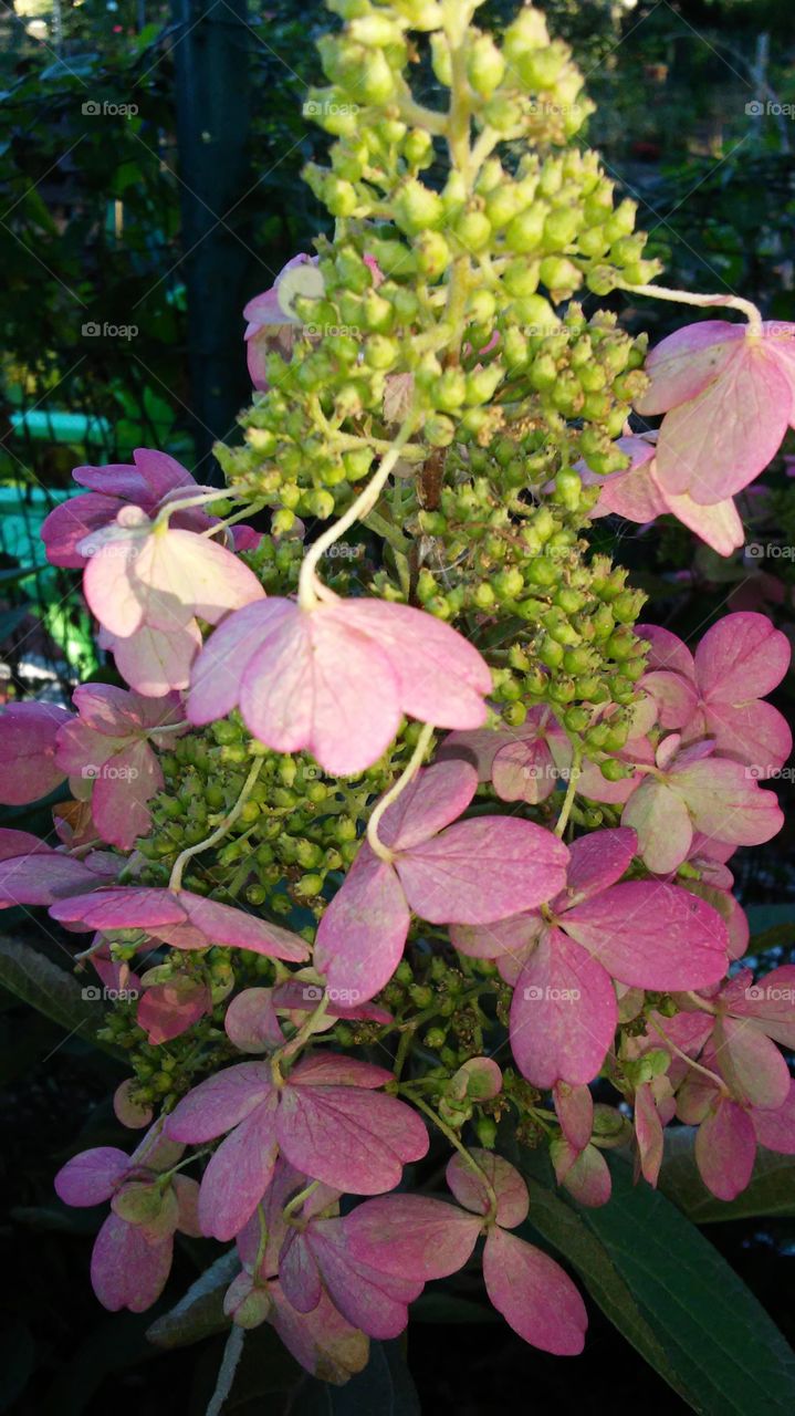 Nature, Garden, Flora, Flower, Leaf