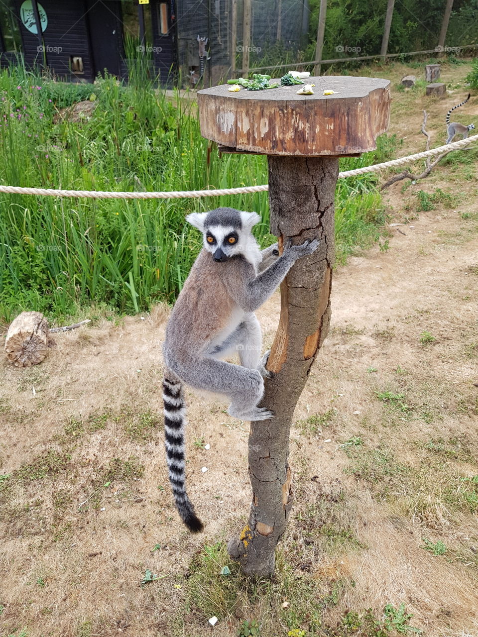 beautiful ring tailed lemur striking a pose.