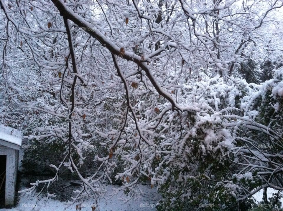 Ice and snow on trees. Forest and backyard with snow and ice on the trees
