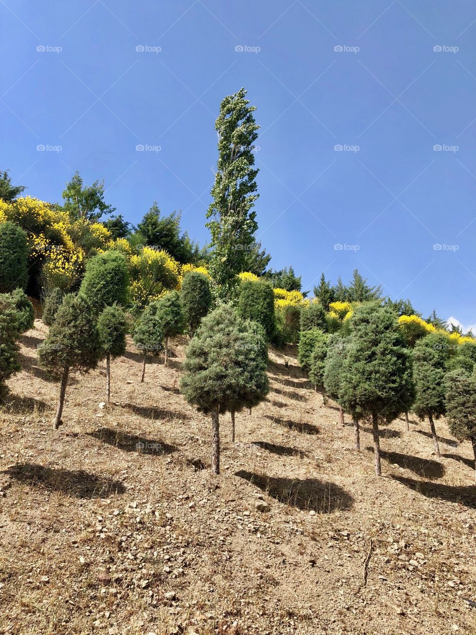 Trees on the hill in Iran 