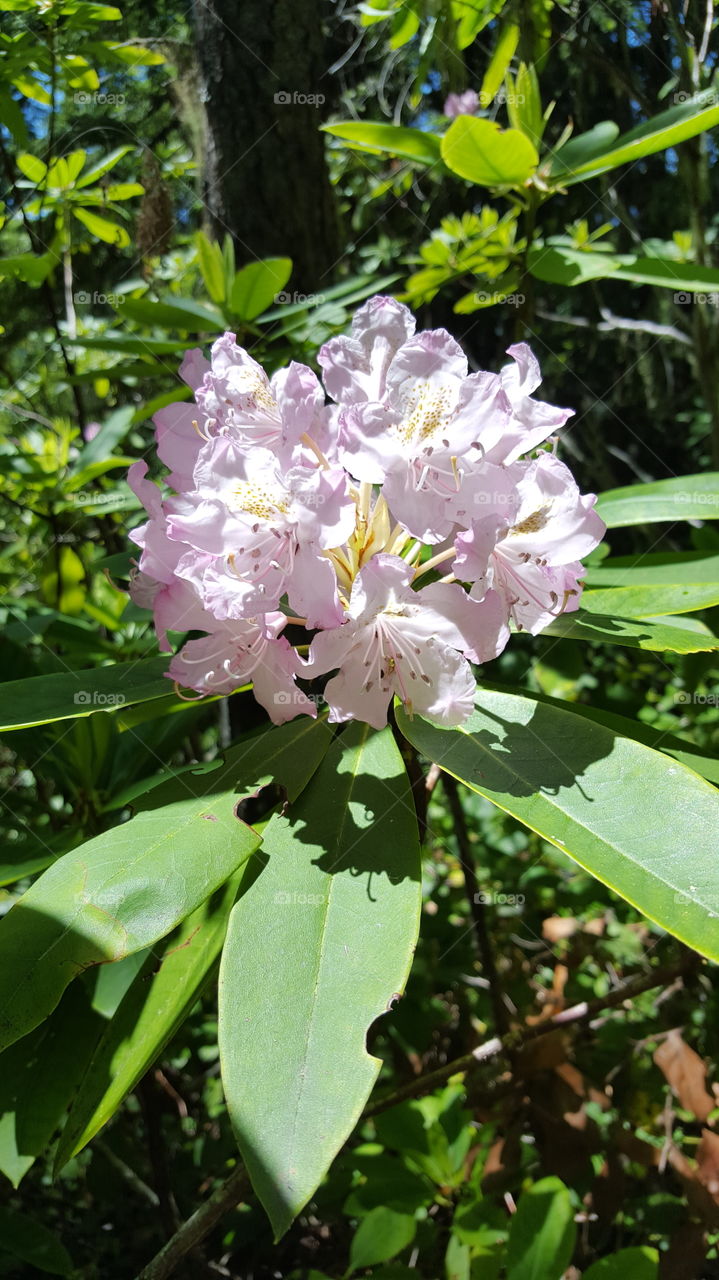 wild rhododendron
