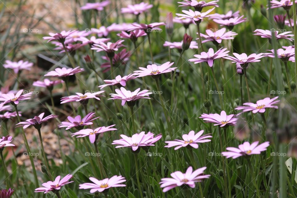 Field of Dreams. Going for a local walk and these caught my eye.