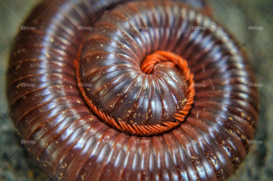 Millipedes nice view