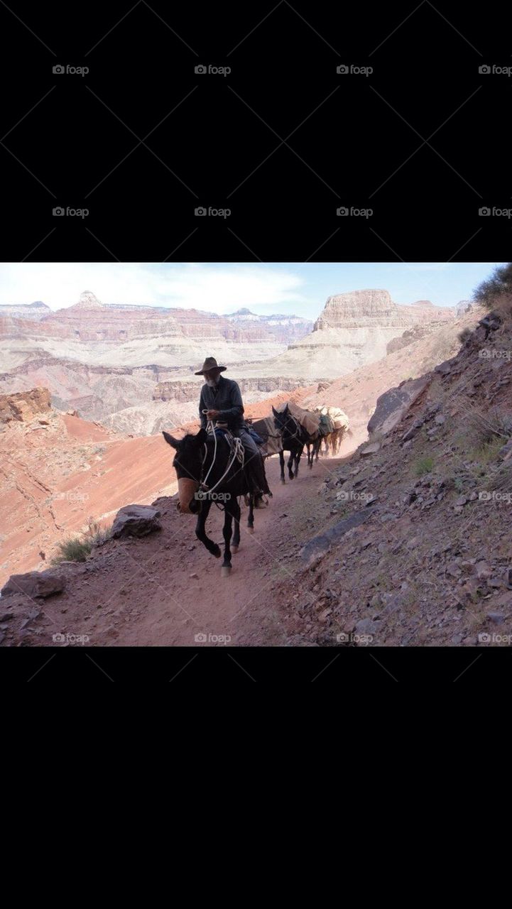 Mules at the Grand Canyon