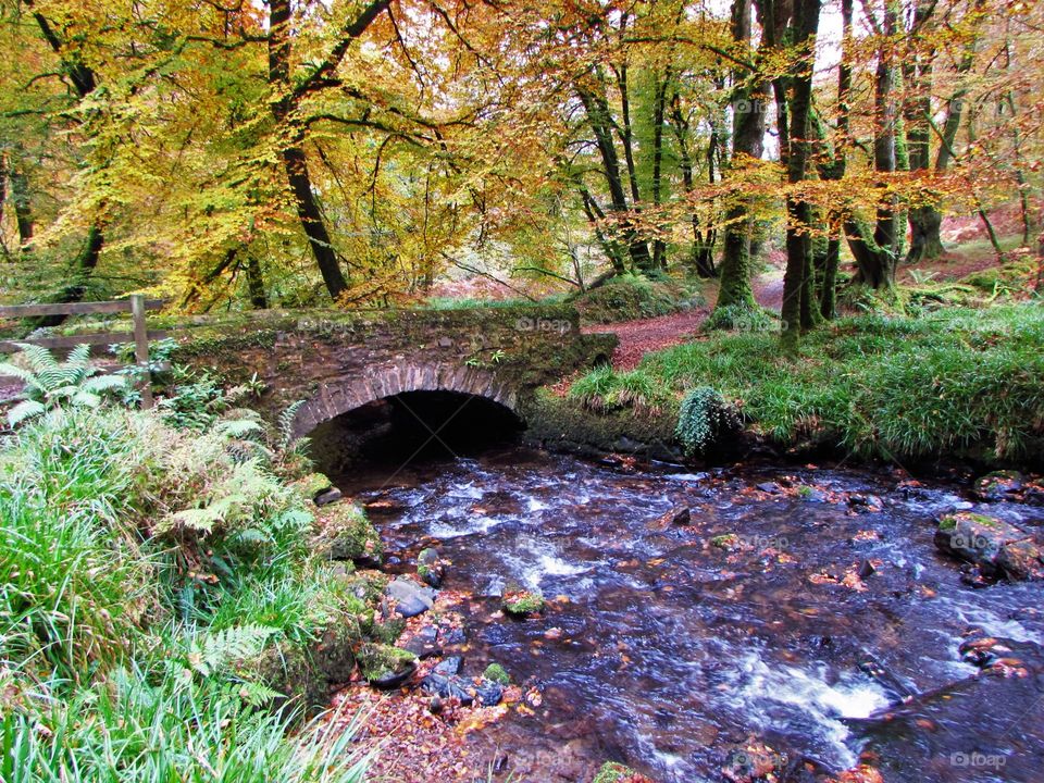 Old footbridge in autumn forest