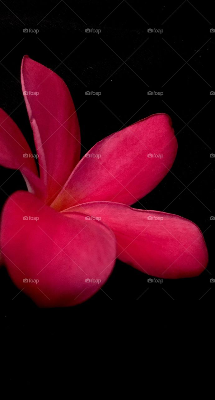 Frangipani flower against black background 