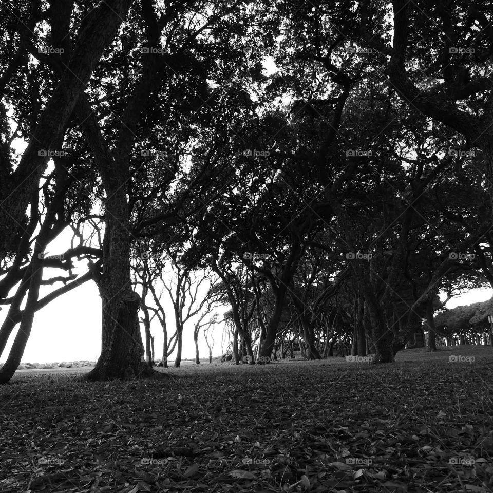 The Oaks of Fort Fisher