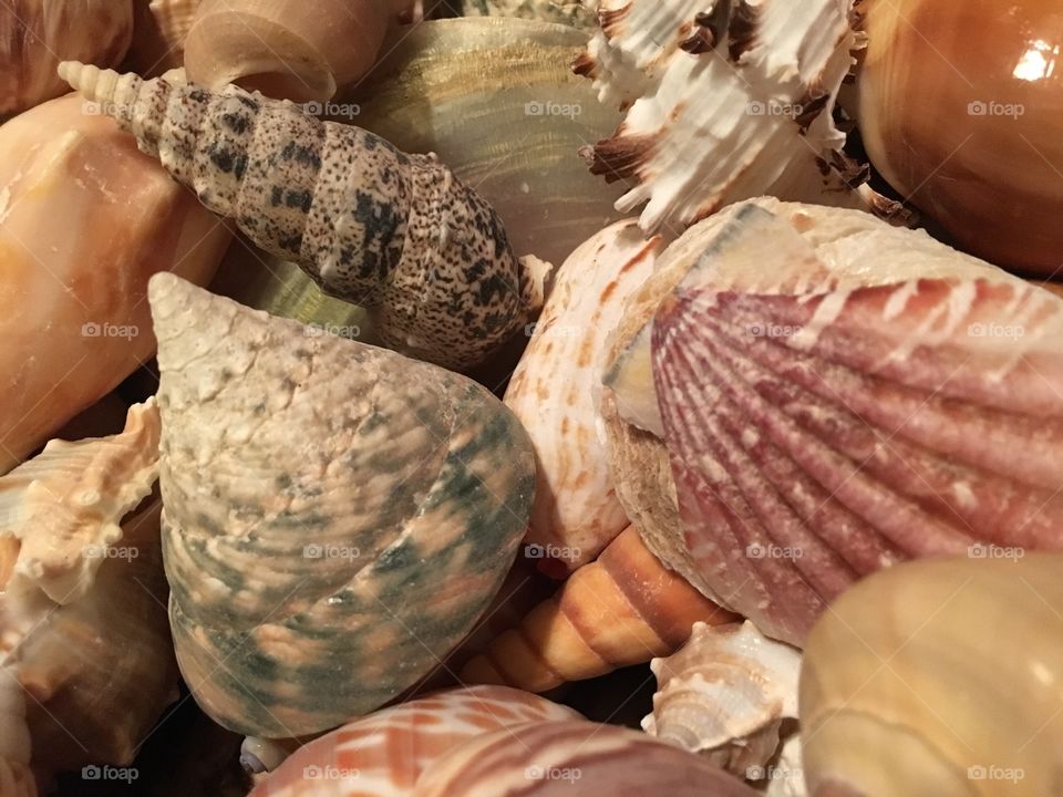 Seashells - different colors