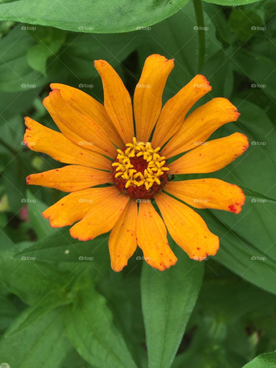 Bright awesome photo of a gold yellow zinnia  flower from the garden.