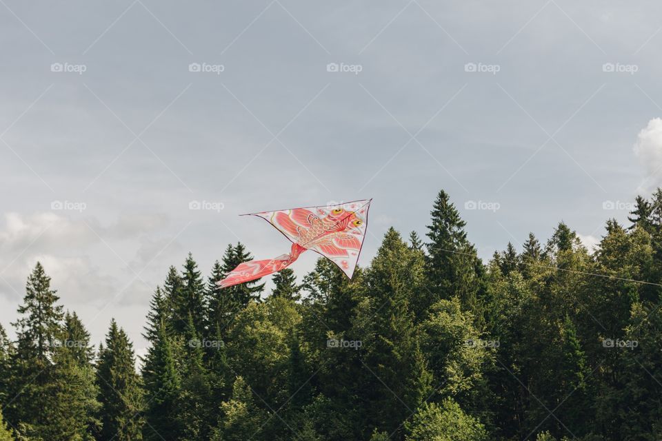 Kite in the forest