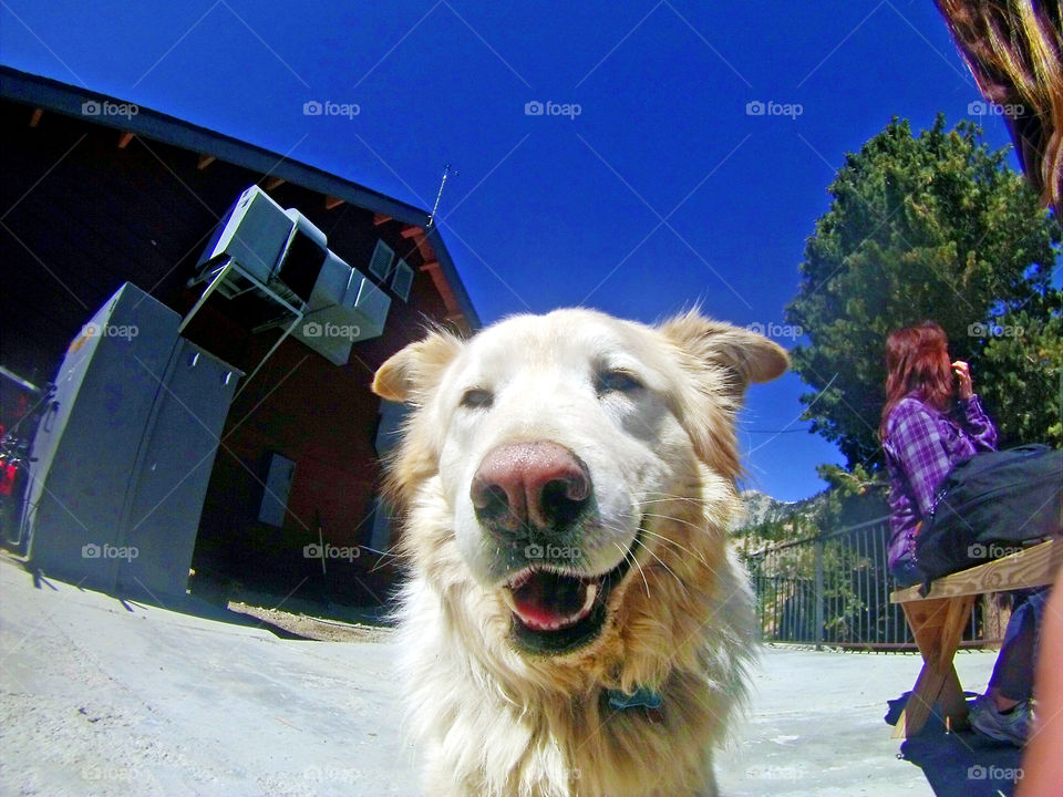 golden retriever smiling