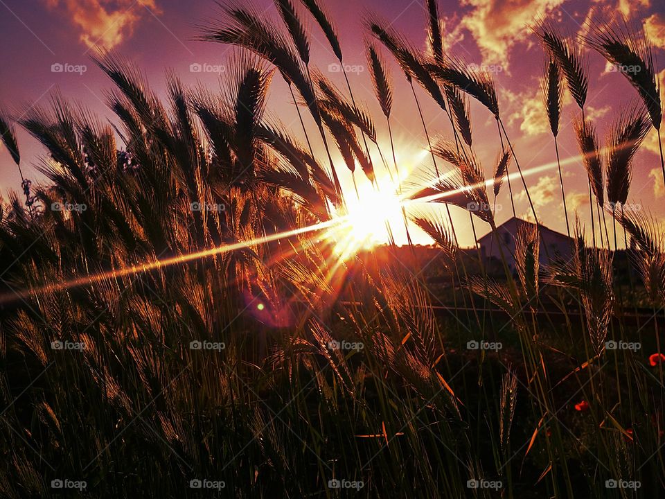 sunrise vs sunset by foaр missions,the sun is leaving beautifully behind the field grasses another day is over