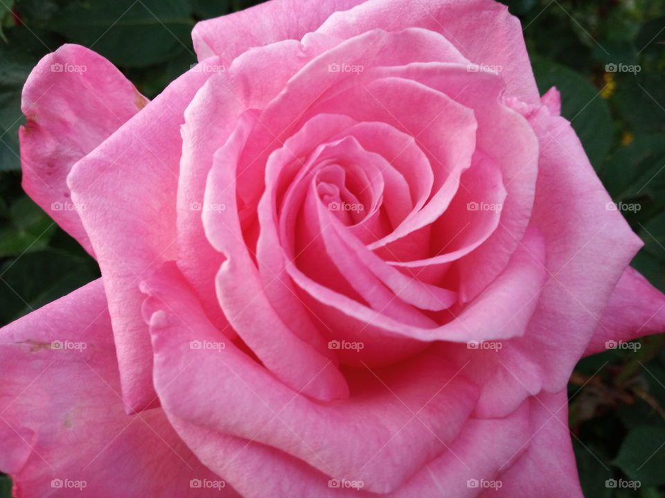 . Pink Rose
