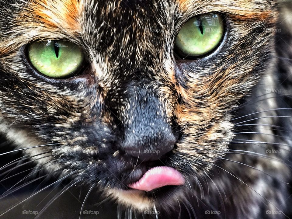 Cat with tongue out. Tortoiseshell Cat with tongue out