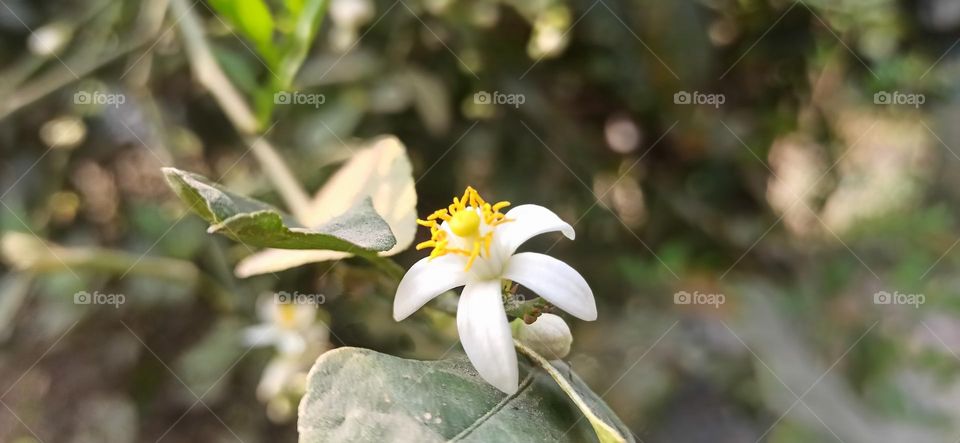 Lemon flower