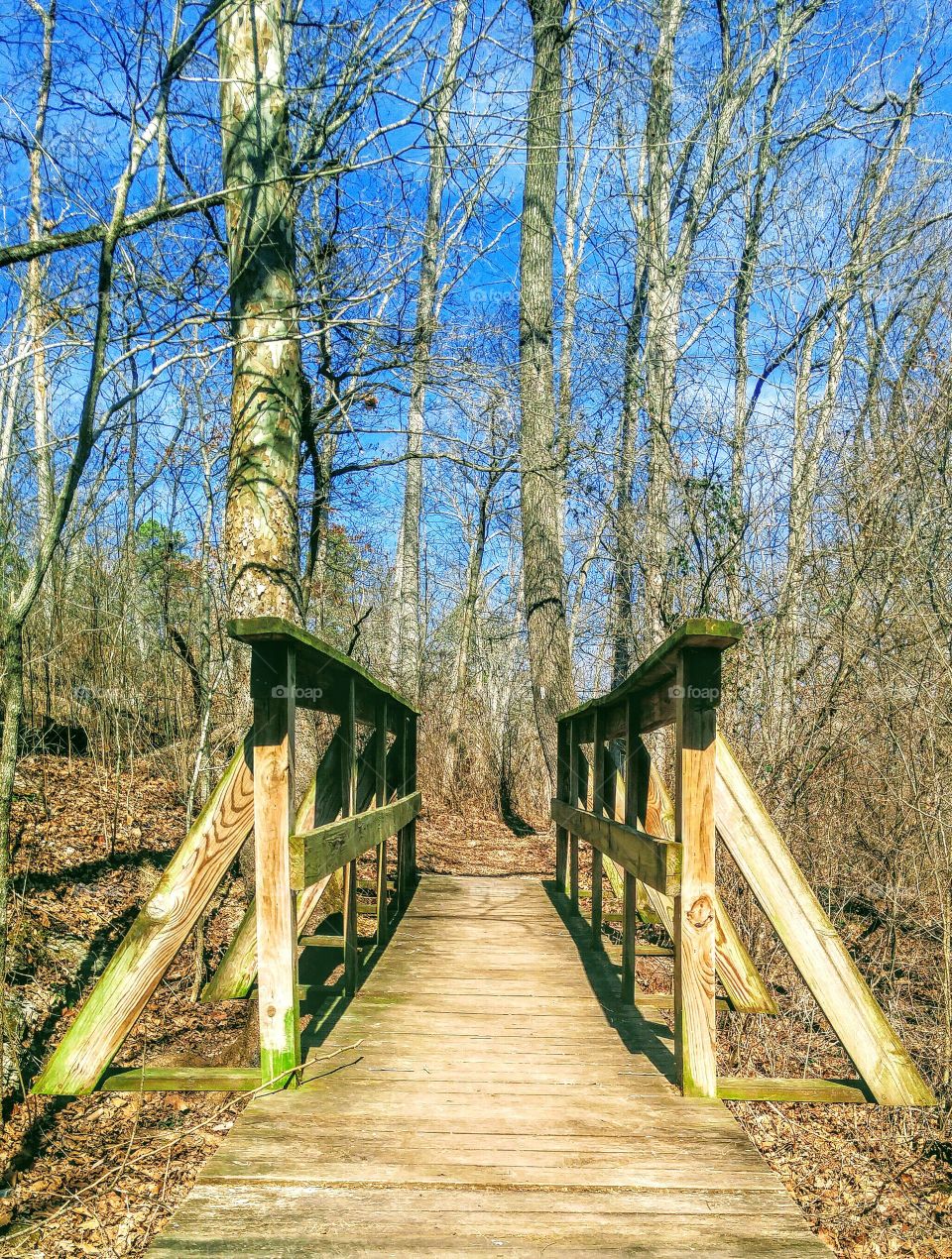 Wooden boardwalk in forest