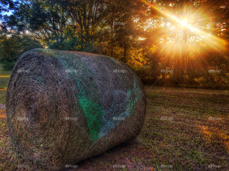  Golden light and golden hay-
Glistens bright at the end of day.