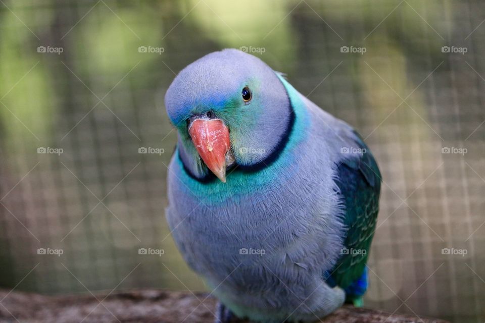 Blue Australian ring neck parrot budgie