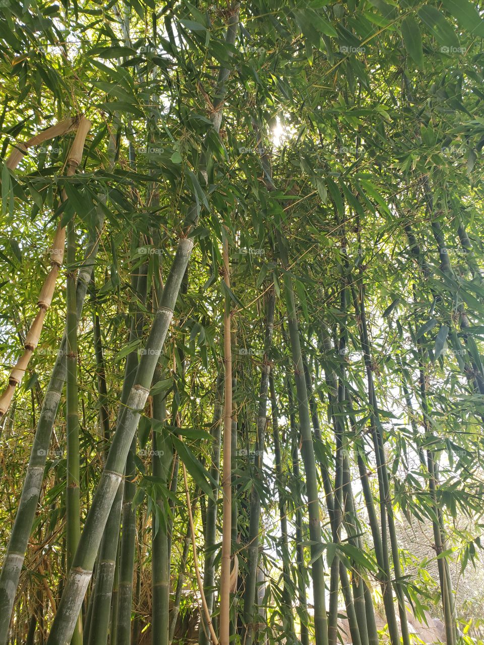 sun through bamboo