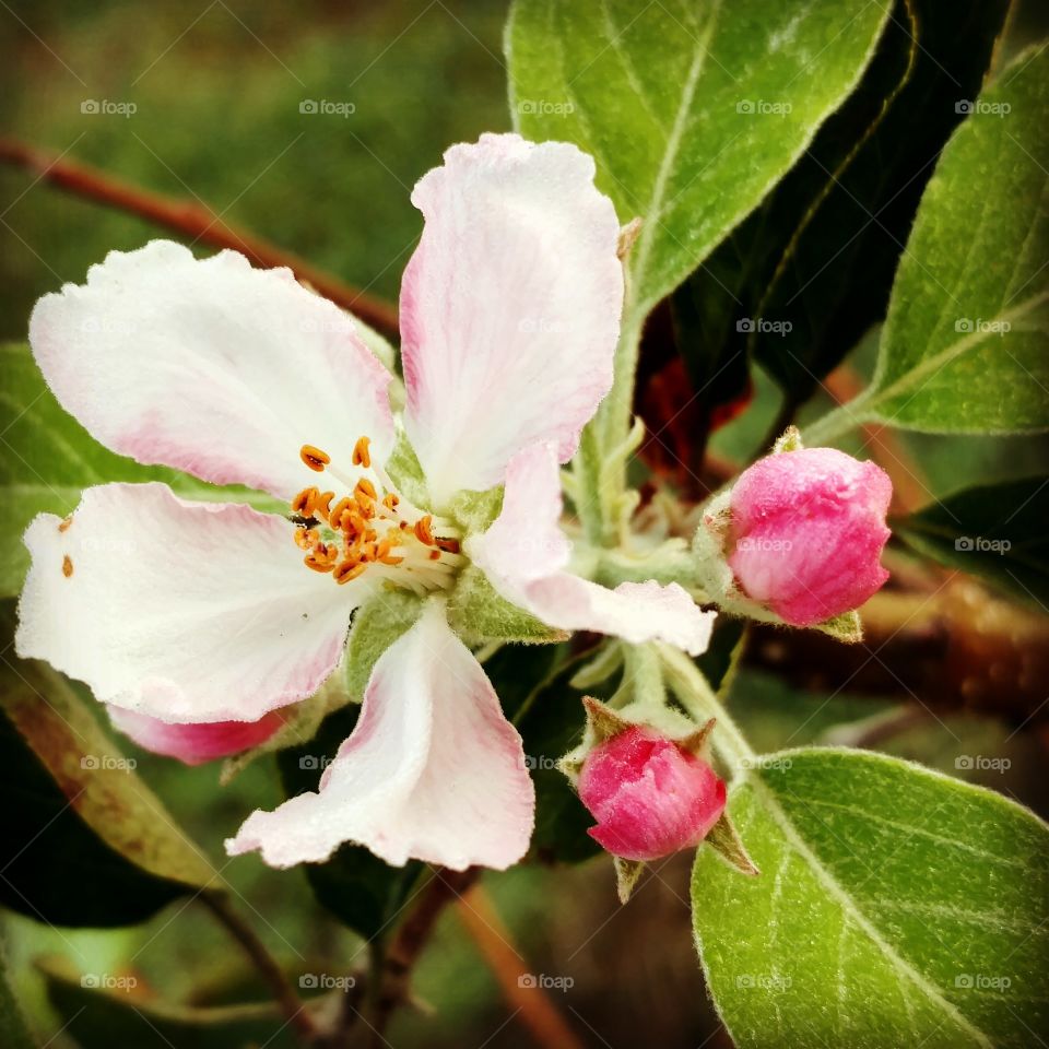 apple blossom  with pink buds. spring is in the air