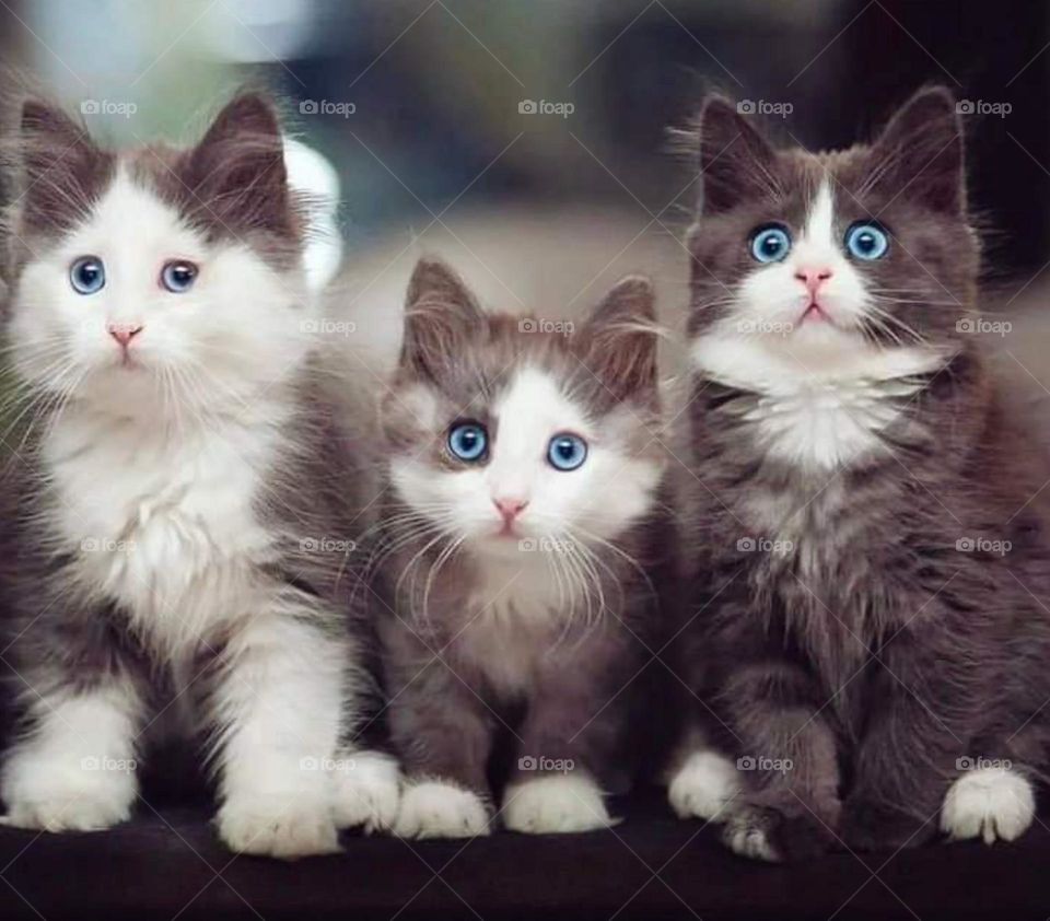 beautiful Cat's