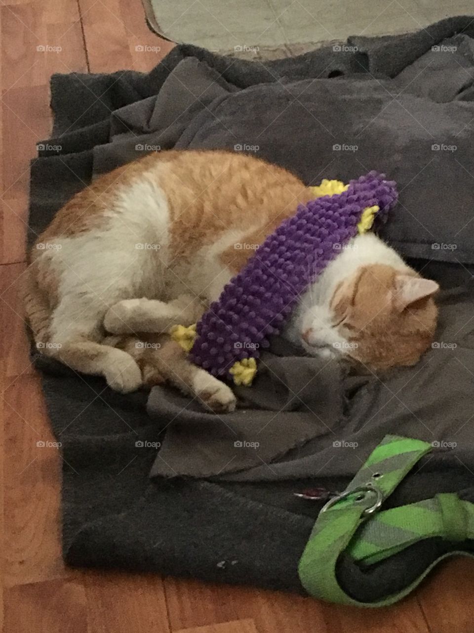 One of my dogs flung one of her toys over the top of Tom and this is how he stayed.