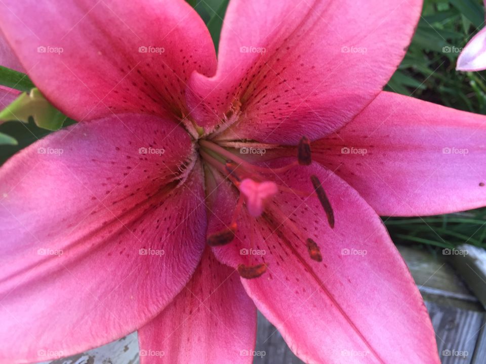 Lily Closeup . Photographing Nature 