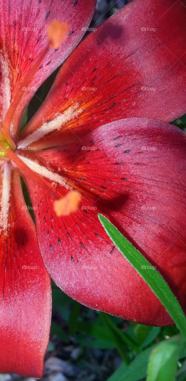 Extreme close up of red flower
