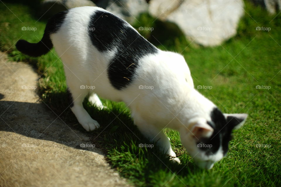 cat try to eat grass