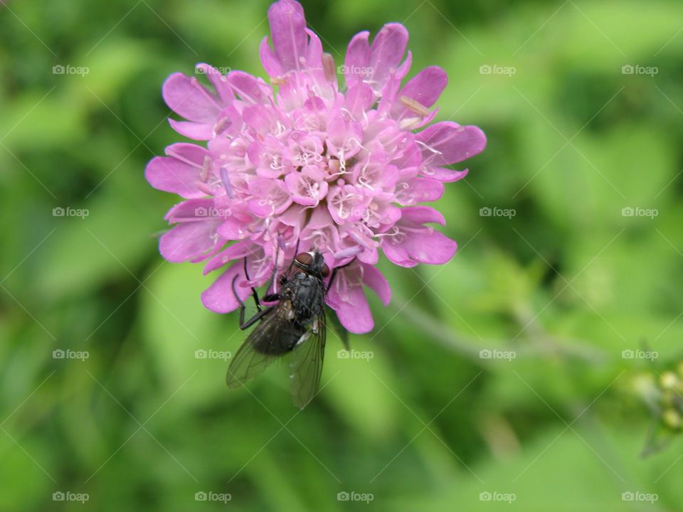 Insect on purple flower