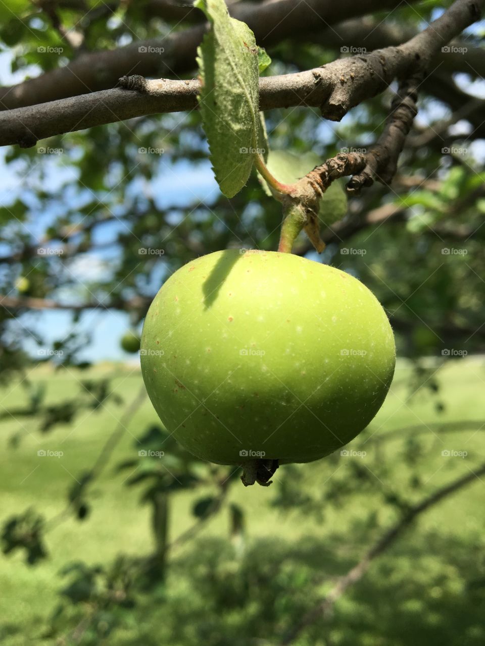 Green Apple 