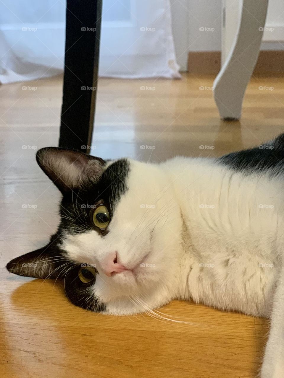 Black and white tuxedo European domestic cat close up laying on parquet flooring with cute expression 