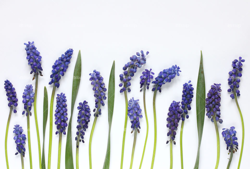 Blue flowers growing