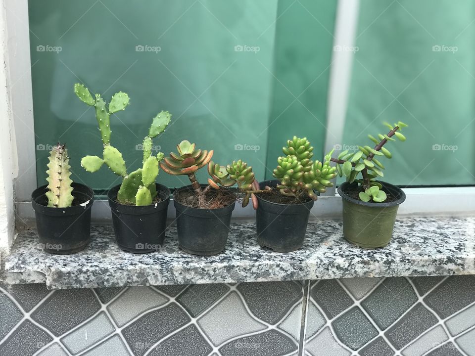 My cactus collection 