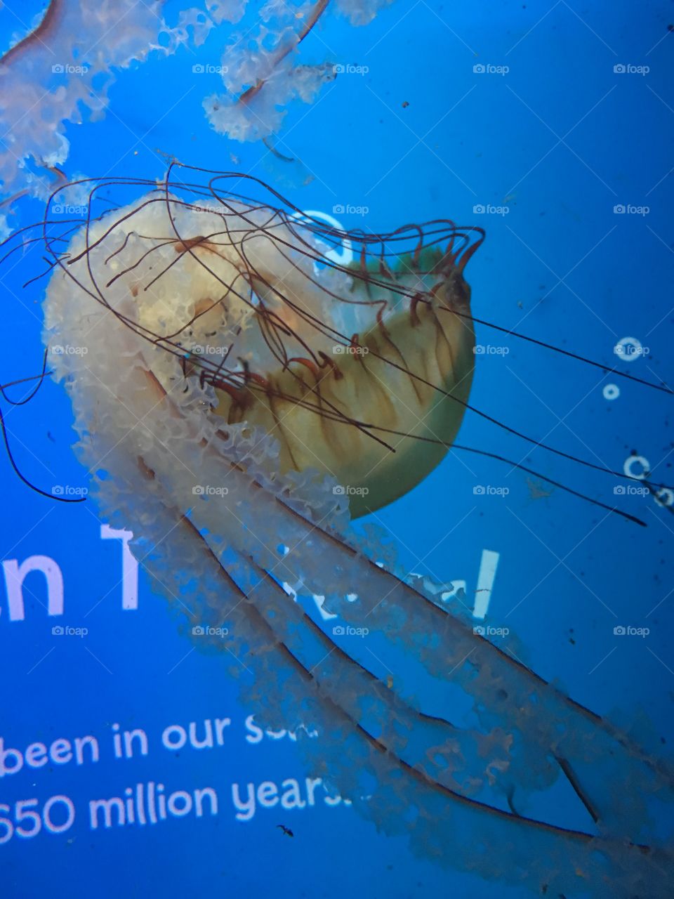 Underwater, Fish, Swimming, Water, No Person