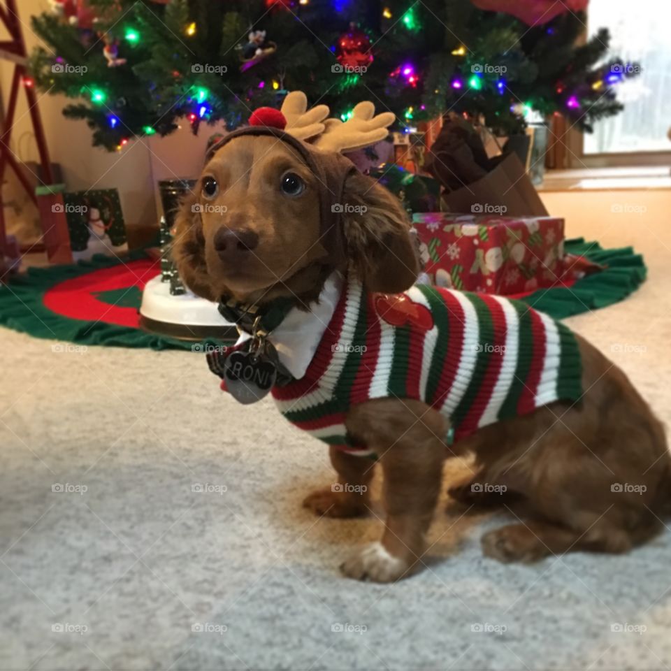 A dog-gone great Christmas 