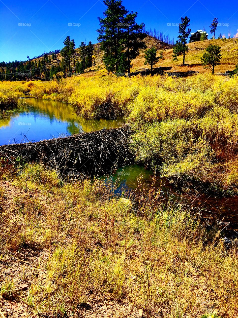 Colorado riverside fall colors 