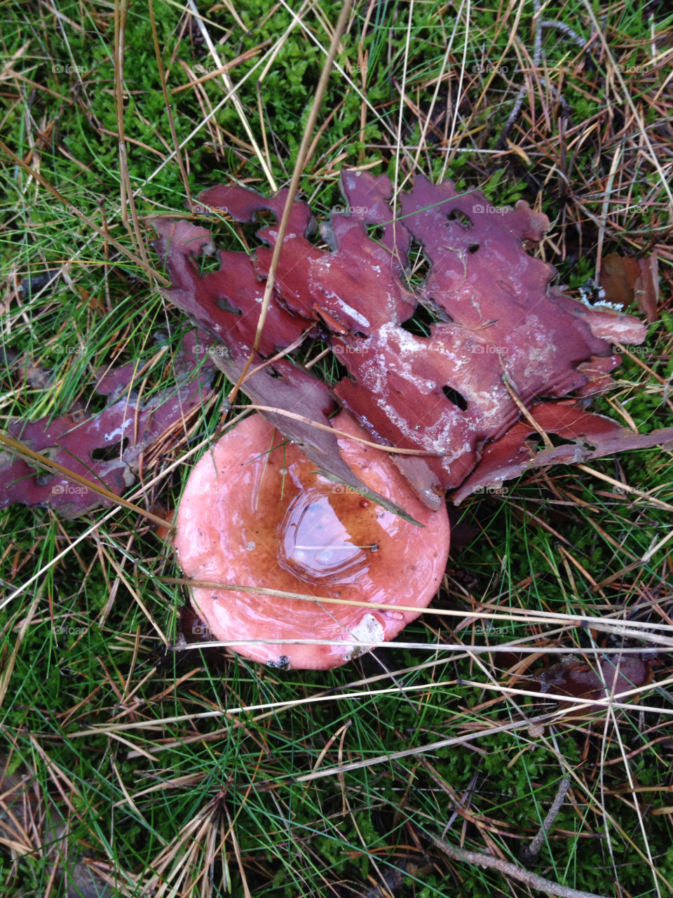 sweden grass autumn ystad by liselott