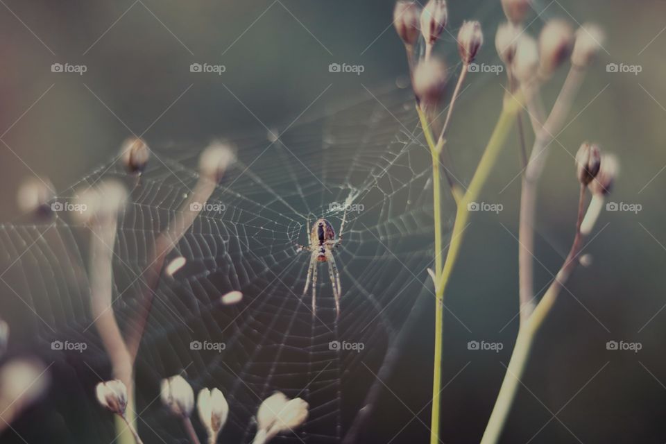 Animals, spider, spider web,