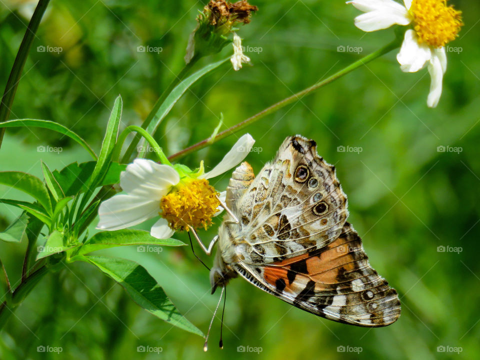 lady butterfly