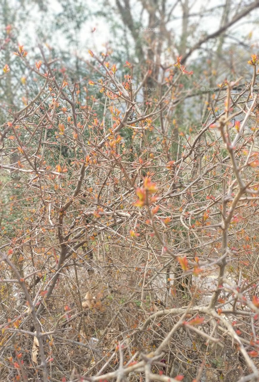 in the first spring time flower